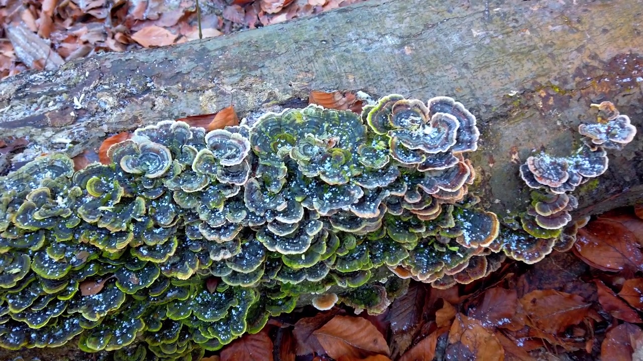 Cogumelos Trametes versicolor crescem em uma árvore caída. Geada em uma árvore e cogumelos, filmagem em uma floresta de inverno.