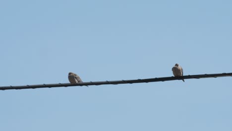 two doves perched on a wire on a windy spring day