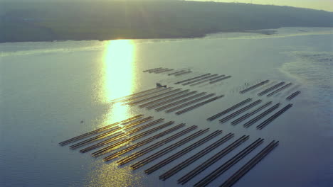 Morning light dances across oyster beds, revealing intricate maritime landscape from bird's-eye perspective.