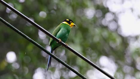 Thront-Auf-Einem-Draht,-Während-Er-Von-Seiner-Linken-Seite-Schaut,-Langschwänziger-Breitschnabel-Psarisomus-Dalhousiae,-Khao-Yai-Nationalpark,-Thailand