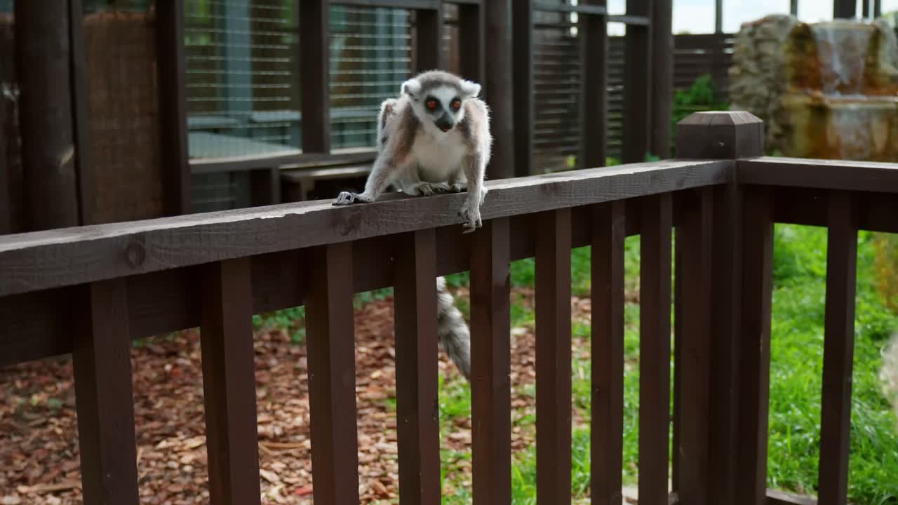 ワオキツネザルが、明るい日差しの下、長い縞模様の尻尾を後ろに伸ばしながら、屋外の囲いの中を移動し、木の柵の上を歩いています。