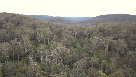 camp-ground deep in thick forest