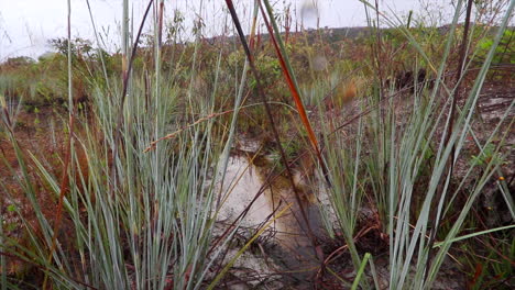 Tropical-grass-stream-on-sand,-sandstone,-overcast