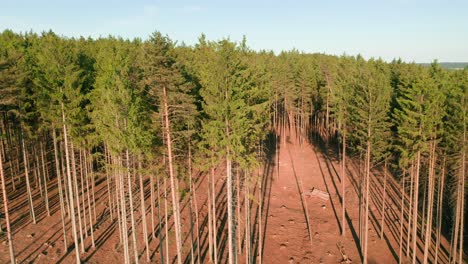 drone shot of deforested dry spruce forest hit by bark beetle disaster in czech countryside