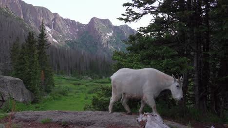 Bergziegen-Tierwelt-Natur-Tier-Säugetier-Camping-Campingplatz-Colorado-Chicago-Becken-Zwillingsseen-Needle-Creek-Trail-Silverton-Colorado-Rocky-Mountains-Rucksackreisen-Wandern-Wiesen-Wälder-Folgen-Pfanne