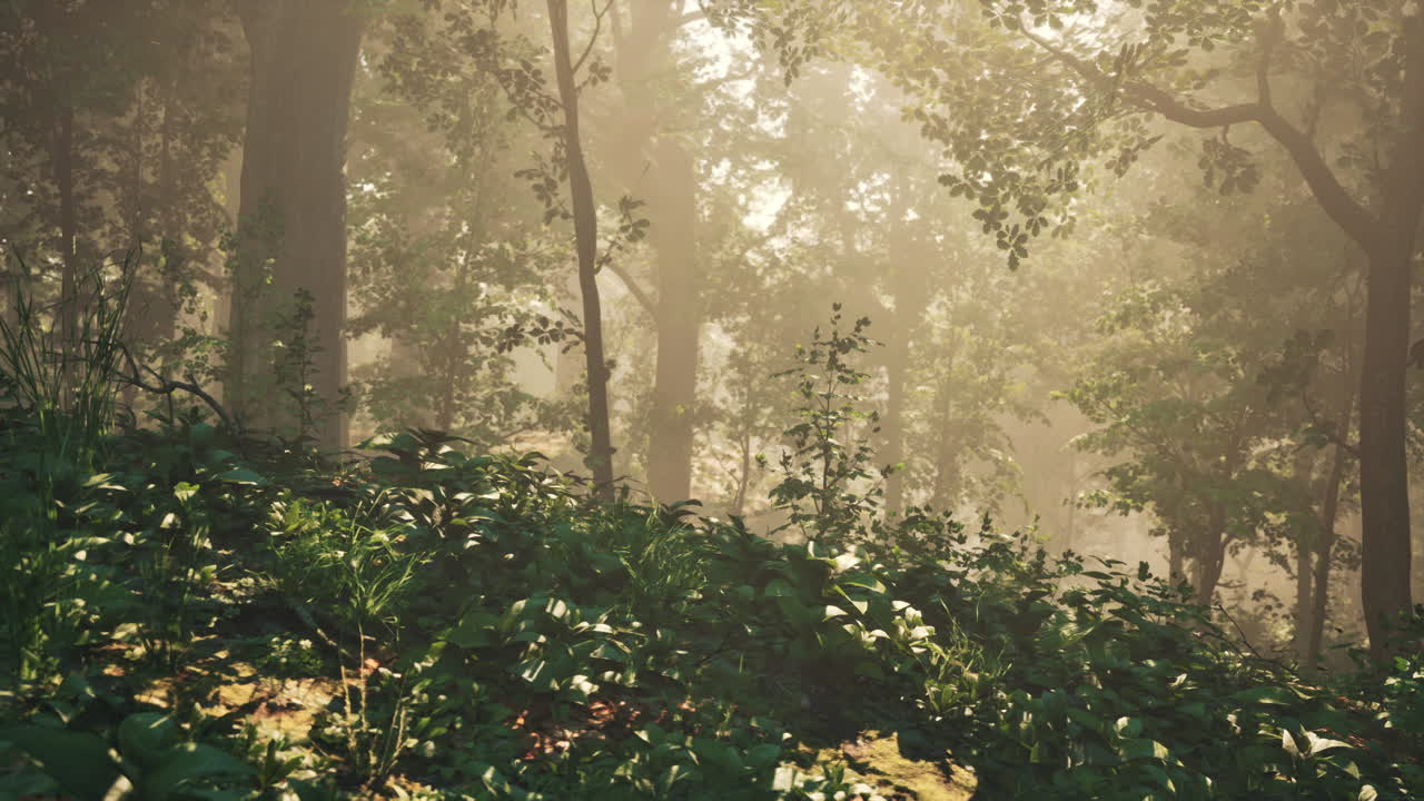 해가 뜨면 안개 숲