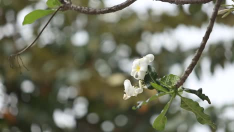 plumeria flowers
at south of thailand