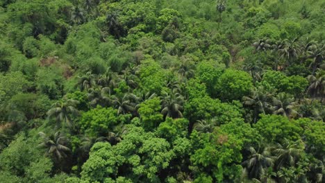 Vista-Aérea-O-Superior-Del-Bosque-Verde-Profundo-O-La-Jungla