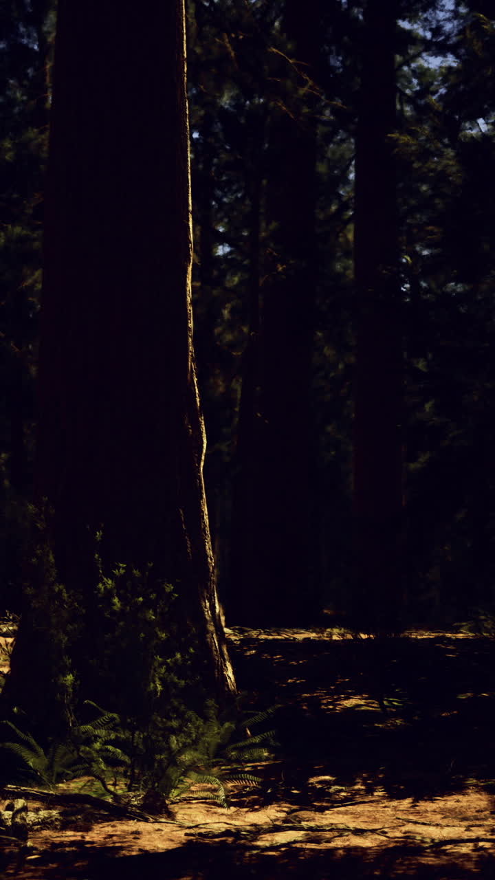 Mysterious forest illuminated by gentle moonlight at night