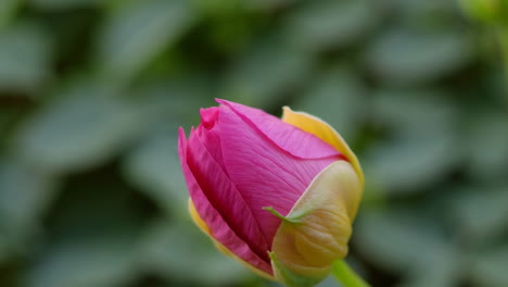 close-up of a pink peony bud
