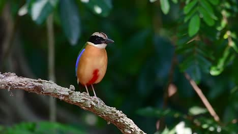 the blue-winged pitta has seven visible colours and it is commonly found in thailand and other southeast asian countries