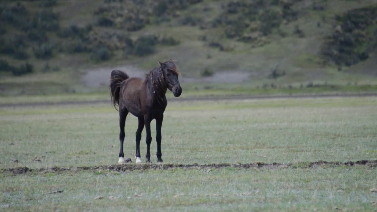 un caballo salvaje en las tierras altas