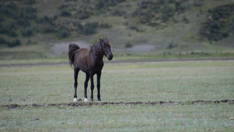 a wild horse in the highlands