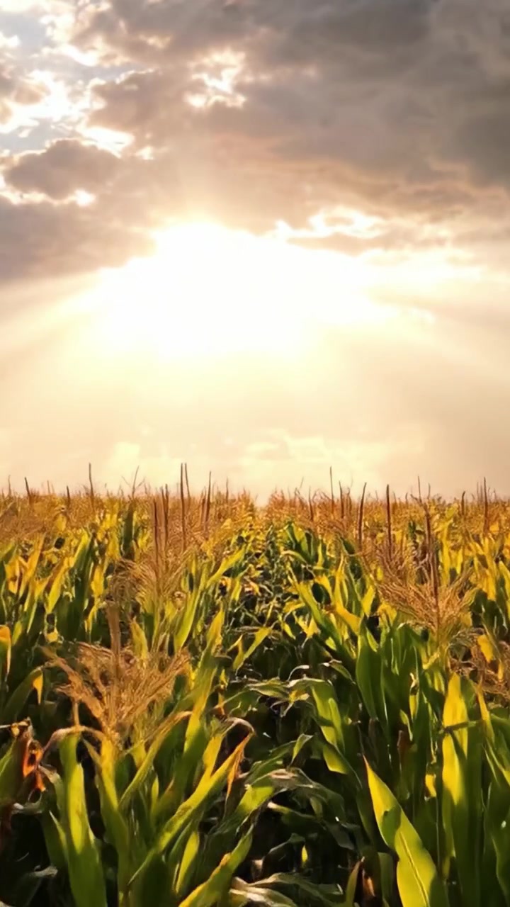 Vibrant Cornfields Under Soft Sunlight: A Beautiful Rural Landscape Captured at Dawn with Sunbeams Peeking Through Clouds, Showcasing Nature's Bounty and Agricultural Splendor