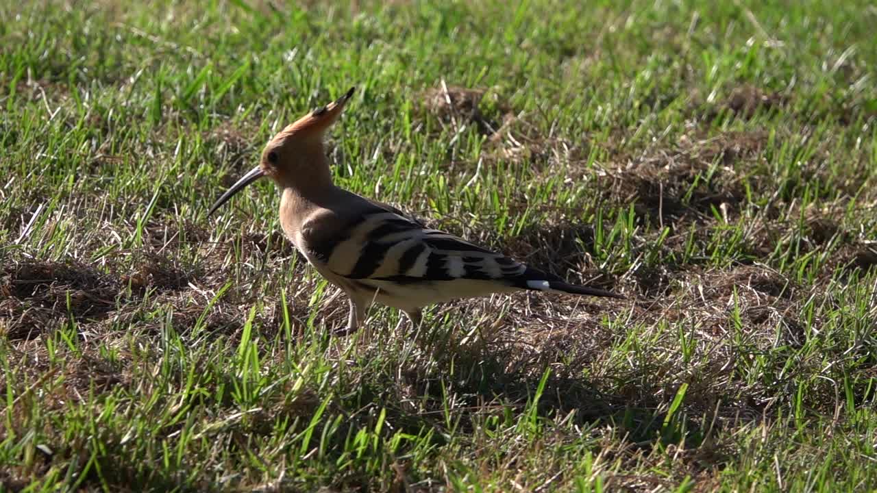 잔디 위를 천천히 걷는 유라시아 후투티, 슈퍼 슬로우 모션 클립