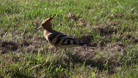 eurasian hoopoe walking slowly on the grass, super slow motion clip