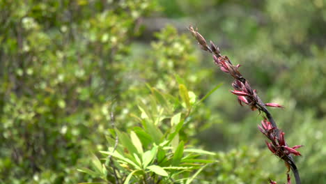 a tui bird in new zealand on a flax branch and then flying away in slow motion