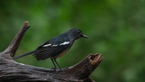 Auf-Einem-Baumstamm-Zu-Sehen,-Der-Seine-Federn-Schüttelt,-Während-Er-Nach-Dem-Baden-Nach-Rechts-Blickt,-Orientalisches-Elster-Rotkehlchen-Copsychus-Saularis-Thailand