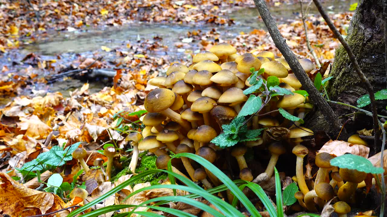 Funghi chiodini nel bosco autunnale.