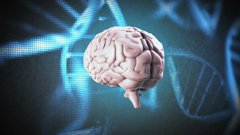 cerebro girando en el fondo del adn