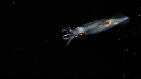 closeup of a single inshore squid swimming in the blackwater