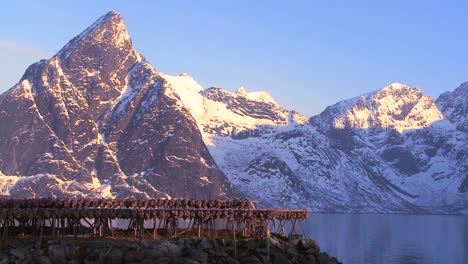 fish are hung out to dry on wooden racks in the lofoten islands norway 3