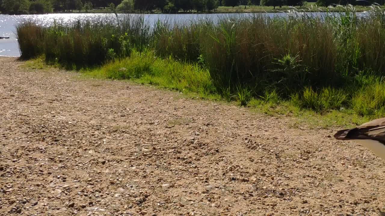 화창한 날 호수 뒤에 거위가 리치몬드를 걷고 있는 모습이 보인다