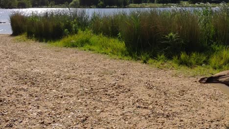 a goose is seen walking in richmond with the lake behind on a sunny day
