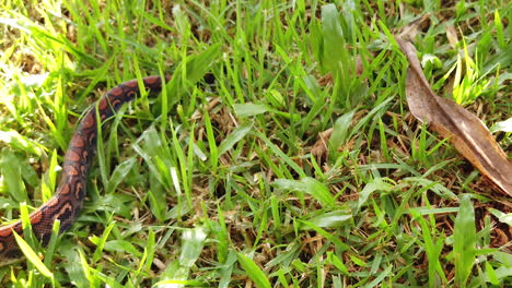 Epicrates-cenchria-is-a-boa-species-endemic-to-Central-and-South-America