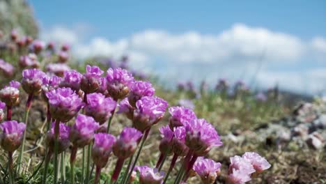 Nahaufnahme-Rosafarbener-Blumen,-Die-Im-Wind-Wehen,-Mit-Blauem-Himmel-Dahinter