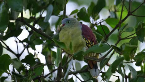 Seen-perched-in-the-thick-of-the-fruiting-tree-resting,-Thick-billed-Green-Pigeon-Treron-curvirostra,-Thailand