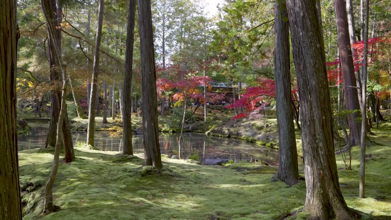 Slow motion push out scenery over Japanese landscape garden covered in moss