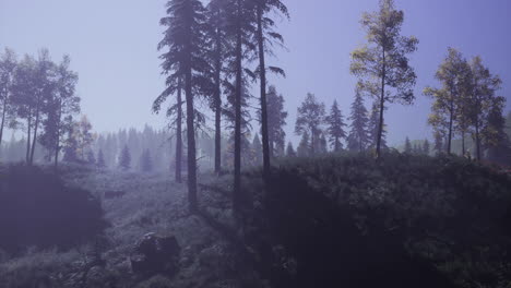 misty morning forest landscape with tall trees and soft light effects