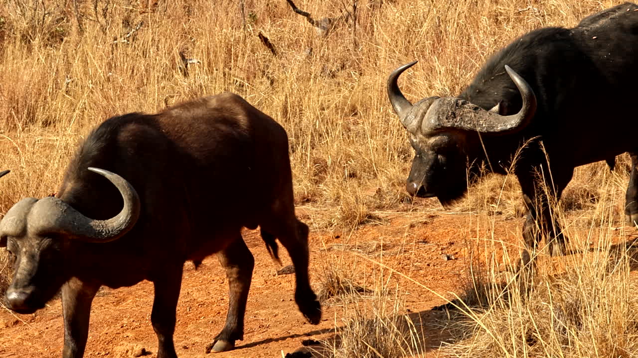 African Buffalo in the Savanna
