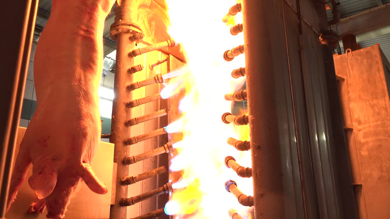 화염 방사기와 교수형 돼지로 머리카락을 태우는 돼지 도살장