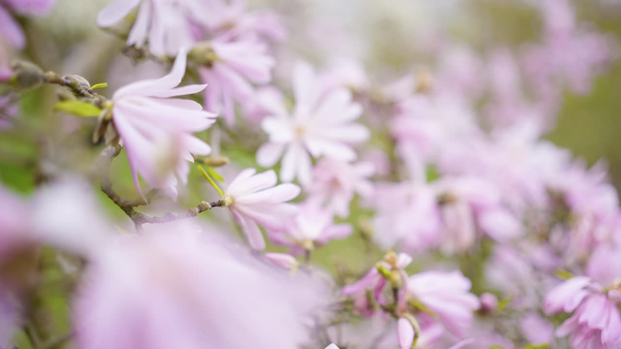 Beautiful Pink Magnolia Blossoms