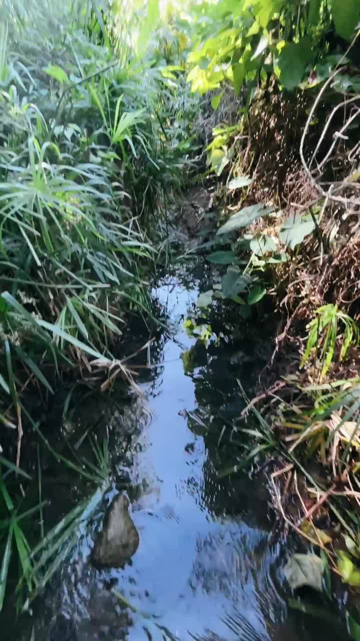 persona de pie en un pequeño arroyo o arroyo rodeado de vegetación exuberante