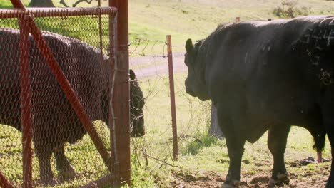 bull black angus cattle kicking dirt up