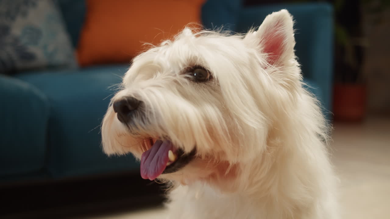 Close-up of a West Highland White Terrier dog panting indoors