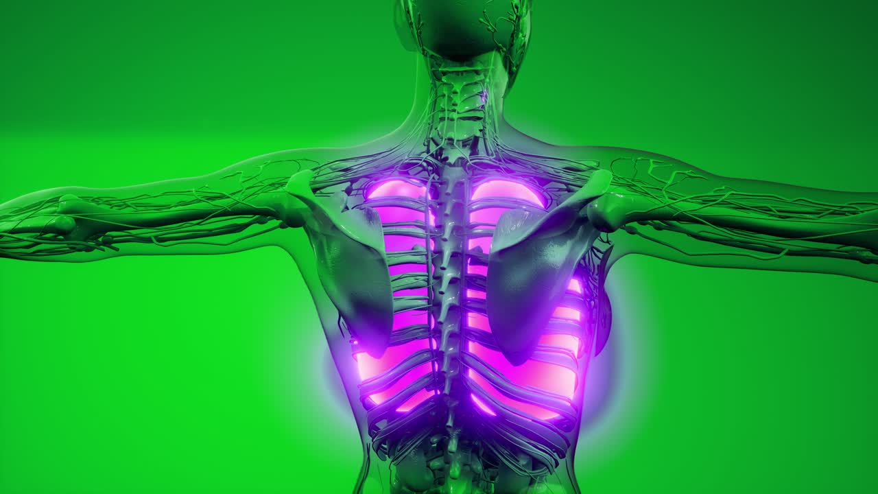 examen radiológico de los pulmones humanos