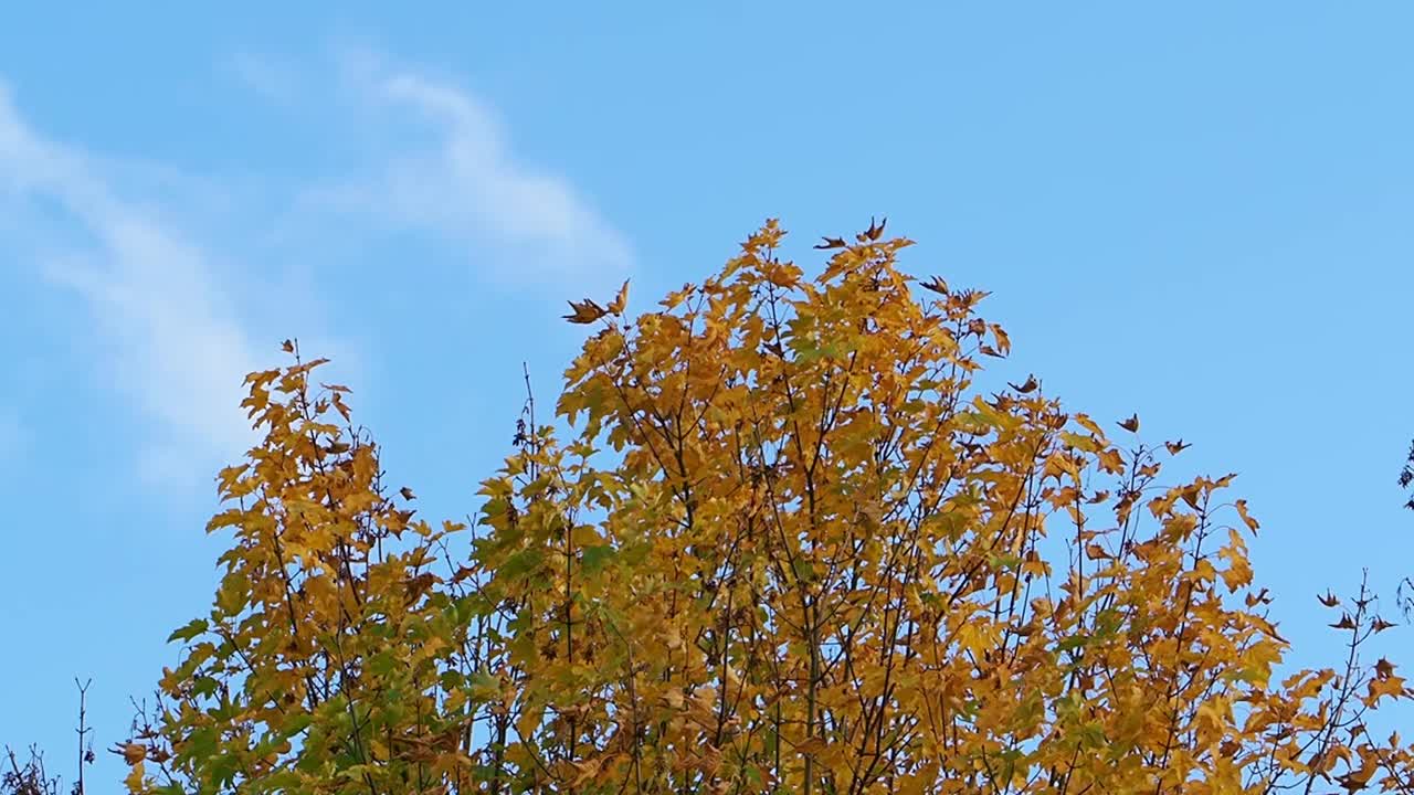 Sycamore leaves turned yellow in autumn against a blue sky