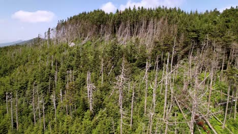 aerial-tilt-up-from-trees-atop-mt-mitchell-nc,-mount-mitchell-north-carolina