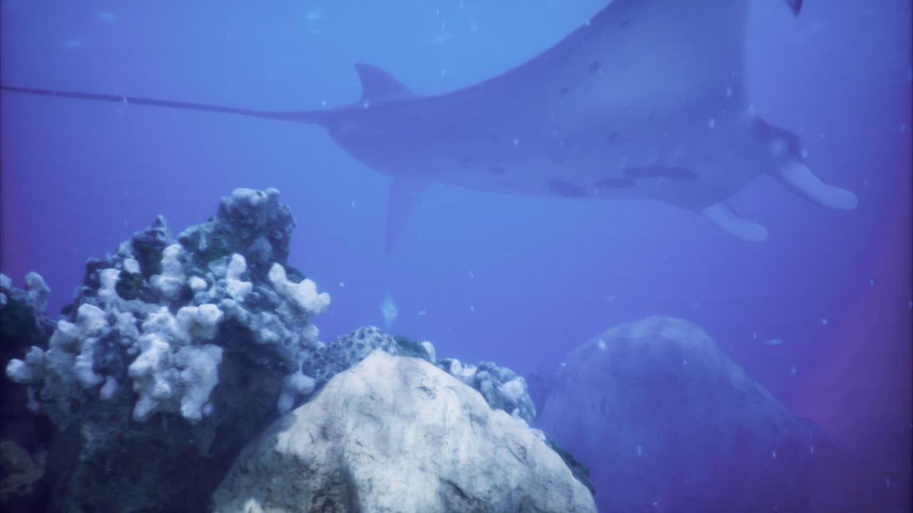 Manta Ray in a Coral Reef