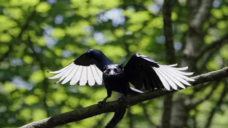 black bird taking flight in forest