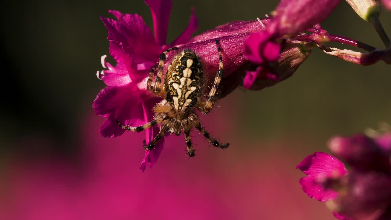araña en una flor rosa