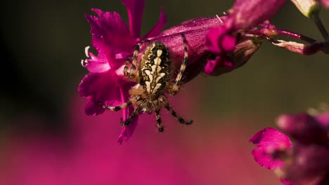 spider on a pink flower