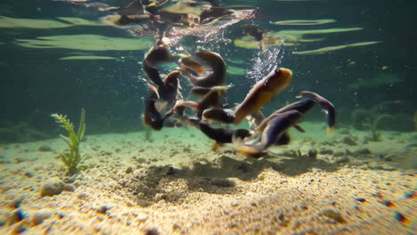 fish feeding underwater