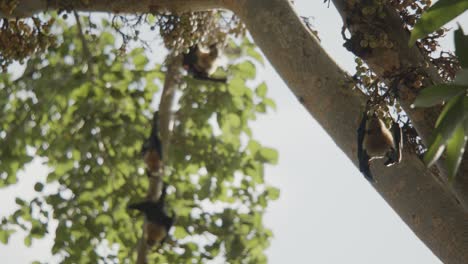 Murciélago-Comiendo-De-La-Higuera-De-Racimo,-árbol-Gular-Mientras-Cuelga-Boca-Abajo-En-Un-Grupo