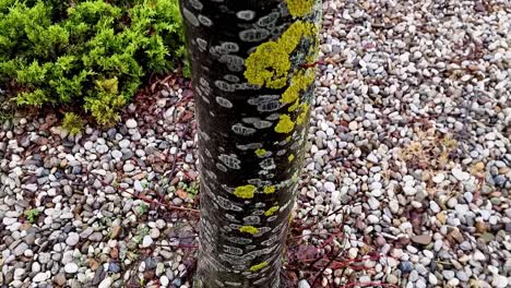 Wood-with-lichen,fungi-and-mossy