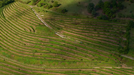 La-Sombra-De-Las-Nubes-Pasa-Sobre-Hileras-De-Viñedos-En-Terrazas-En-La-Ladera,-Antena